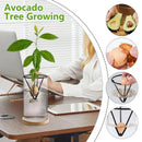 GobekUsa 3-Piece Clear Glass Hydroponic Avocado Planting Set