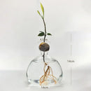 GobekUsa Avocado Seed Starter Hydroponic Vase