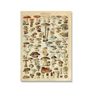 Adolphe millot encyclopedia botanical framed wall art living room decor