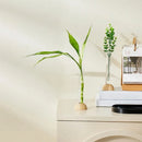 GobekUsa Clear Plastic Test Tube Vase for Home Decor