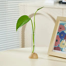 Minimalist wood and plastic test tube vase living room decor