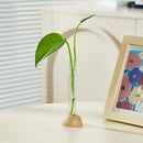 GobekUsa Clear Vase with Bamboo Base Tabletop Decoration