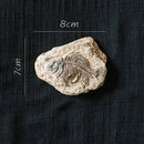 Decorbites fossil series art refrigerator stickers kitchen decor by Decorbites