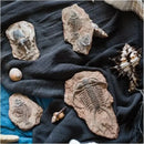 Decorbites fossil series art refrigerator stickers kitchen decor by Decorbites