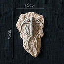 Decorbites fossil series art refrigerator stickers kitchen decor by Decorbites