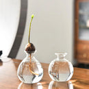 GobekUsa Glass Avocado Seed Starter Vase Kit