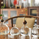 GobekUsa Glass Avocado Seed Starter Vase Kit