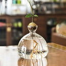 GobekUsa Glass Avocado Seed Starter Vase Kit
