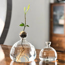 GobekUsa Glass Avocado Seed Starter Vase Kit