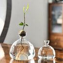 Clear glass avocado seed starter vase kitchen root grower