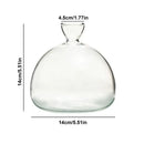 Clear glass avocado seed starter vase kitchen root grower