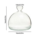Clear glass avocado seed starter vase kitchen root grower