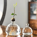 Clear glass avocado seed starter vase kitchen root grower