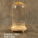 GobekUsa Glass Bell Jar Terrarium with LED Light