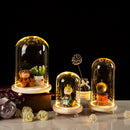 GobekUsa Glass Bell Jar Terrarium with LED Light