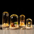 GobekUsa Glass Bell Jar Terrarium with LED Light