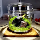 GobekUsa Glass Bottle Terrarium Kit