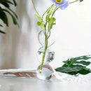 Clear glass bubble hydroponic vase wedding and living room decor by Decorbites