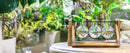 GobekUsa Glass Planter Propagation Station with Wooden Rack