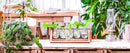 GobekUsa Glass Planter Propagation Station with Wooden Rack
