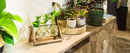 GobekUsa Glass Planter Propagation Station with Wooden Rack