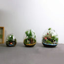 GobekUsa Glass Succulent Egg-shaped Terrarium
