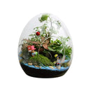 GobekUsa Glass Succulent Egg-shaped Terrarium