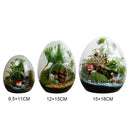 GobekUsa Glass Succulent Egg-shaped Terrarium