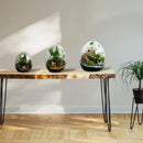 GobekUsa Glass Succulent Egg-shaped Terrarium