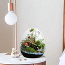 High quality glass egg-shaped terrarium set for living room decor by Decorbites