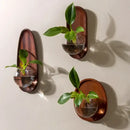 GobekUsa Glass Vase Flowerpot Wall Decoration for Home Décor and Hydroponics