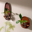 GobekUsa Glass Vase Flowerpot Wall Decoration for Home Décor and Hydroponics