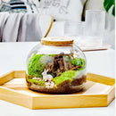 GobekUsa Green Moss Glass Vase Terrarium Container