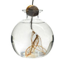 GobekUsa "Hydroponic Avocado Seed Cultivation Vase"