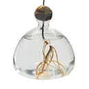 GobekUsa "Hydroponic Avocado Seed Cultivation Vase"