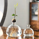 GobekUsa Hydroponic Avocado Starter Kit - Gift-ready