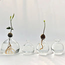 GobekUsa Hydroponic Avocado Starter Kit - Gift-ready