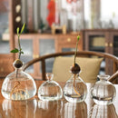 GobekUsa Hydroponic Avocado Starter Kit - Gift-ready