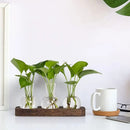 GobekUsa Hydroponic Glass Vase with Wooden Tray