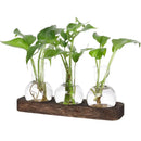 GobekUsa Hydroponic Glass Vase with Wooden Tray