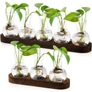 Modern hydroponic glass vases with wooden tray living room decor
