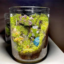 GobekUsa Mini Glass Bottle Terrarium Kit - Home Decor
