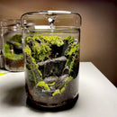 GobekUsa Mini Glass Bottle Terrarium Kit - Home Decor