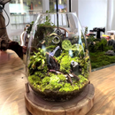 GobekUsa Mini Glass Terrarium for Succulents and Moss