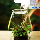 GobekUsa Mini Glass Terrarium for Succulents and Moss