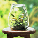 GobekUsa Mini Glass Terrarium for Succulents and Moss