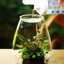 GobekUsa Mini Glass Terrarium for Succulents and Moss