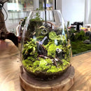 GobekUsa Mini Glass Terrarium for Succulents and Moss