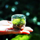 GobekUsa Mini Moss Glass Vase Plant Terrarium