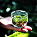 GobekUsa Mini Moss Glass Vase Plant Terrarium